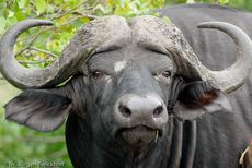 Afrikanischer Büffel (80 von 102).jpg